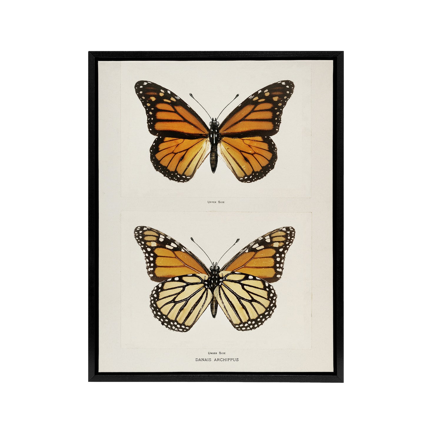Monarch Butterfly Vintage Illustration Denton Framed Canvas Wall Art Print