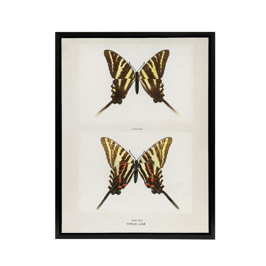 Papilio Ajax Butterfly Vintage Artwork Denton Framed Canvas Wall Art Print