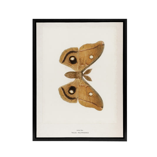 Polyphemus Moth Vintage Illustration Denton Framed Canvas Wall Art Print