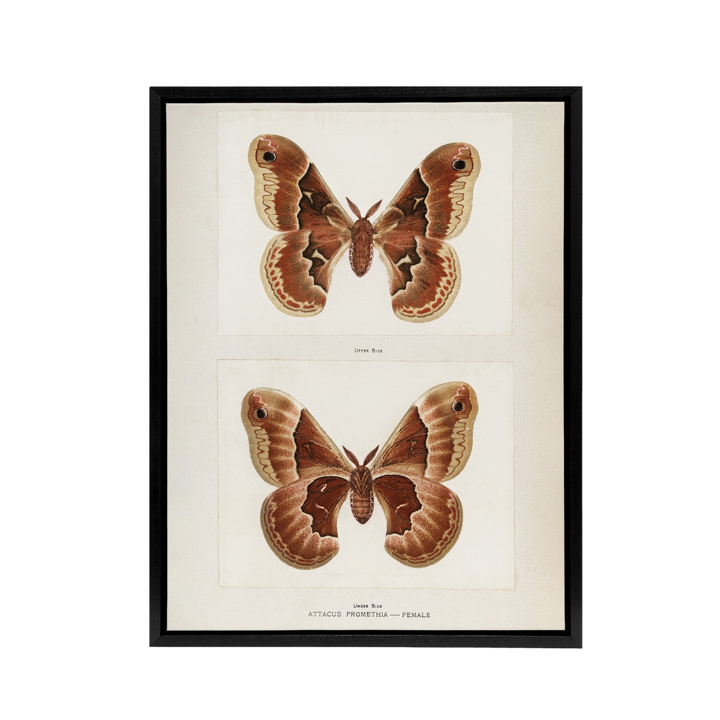 Promethea Silkmoth Female Sherman Denton Framed Canvas Wall Art Print