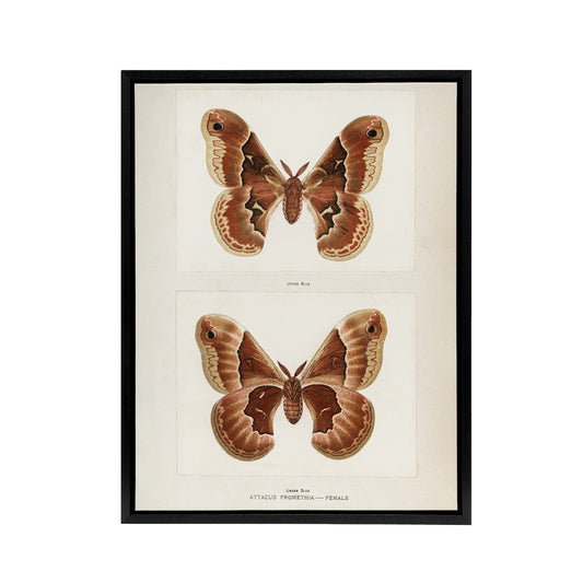 Promethea Silkmoth Female Sherman Denton Framed Canvas Wall Art Print