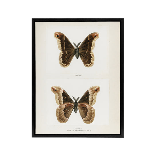 Promethea Silkmoth Male Sherman Denton Framed Canvas Wall Art Print