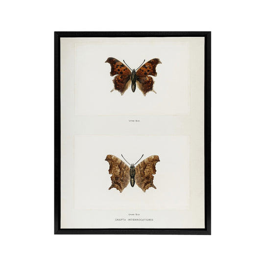 Question Mark Butterfly Vintage Artwork Denton Framed Canvas Wall Art Print