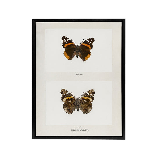Red Admiral Butterfly Vintage Illustration Denton Framed Canvas Wall Art Print