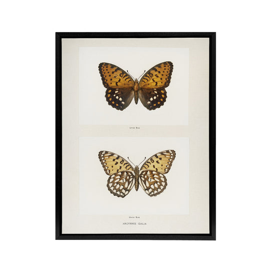 Regal Fritillary Butterfly Sherman Denton Framed Canvas Wall Art Print