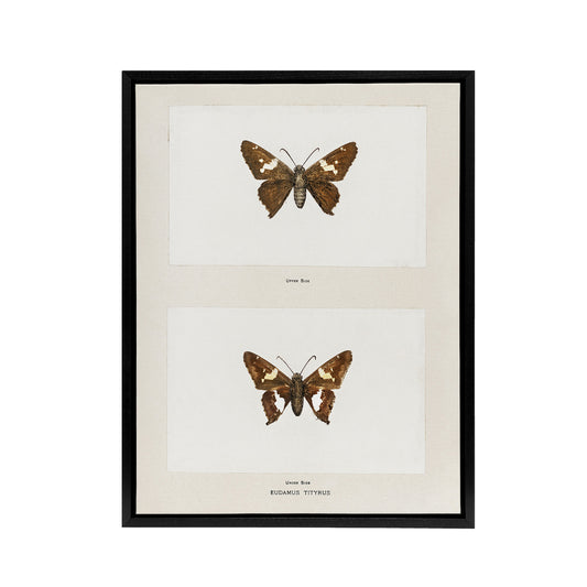 Silver Spotted Skipper Butterfly Denton Framed Canvas Wall Art Print