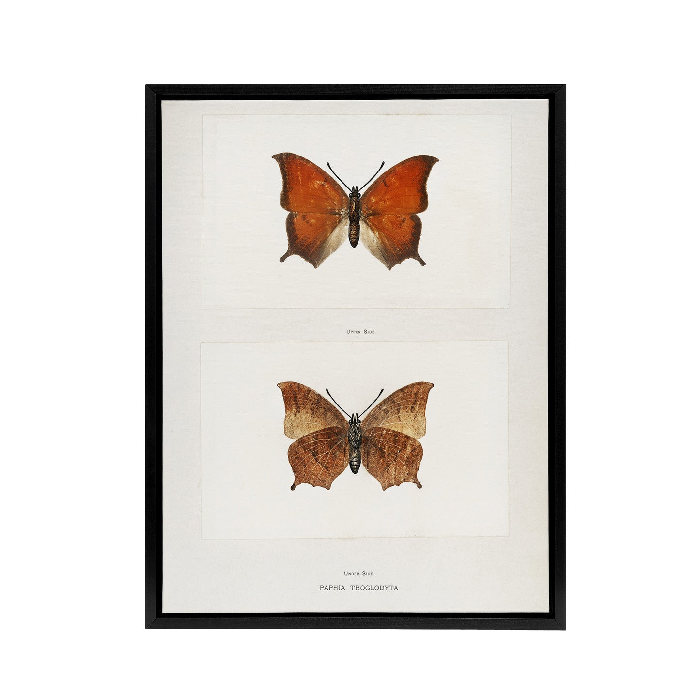 Tropical Leafwing Butterfly Sherman Denton Framed Canvas Wall Art Print