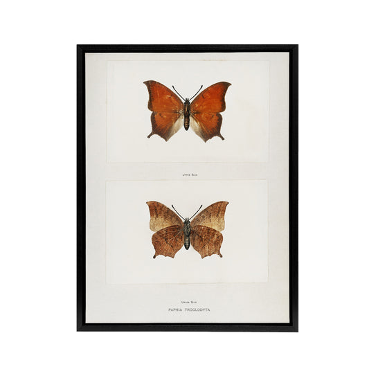 Tropical Leafwing Butterfly Sherman Denton Framed Canvas Wall Art Print