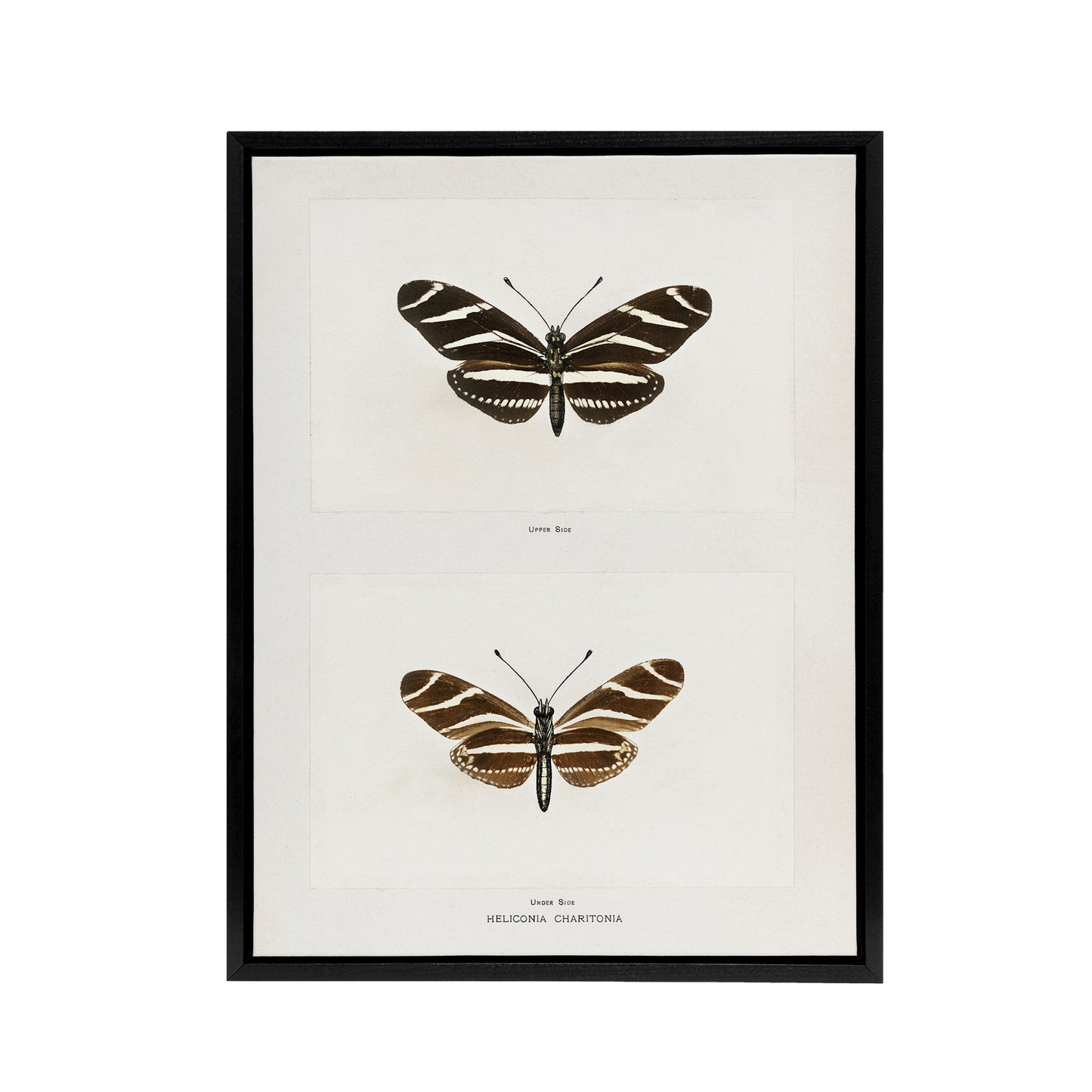 Zebra Longwing Butterfly Sherman Denton Framed Canvas Wall Art Print