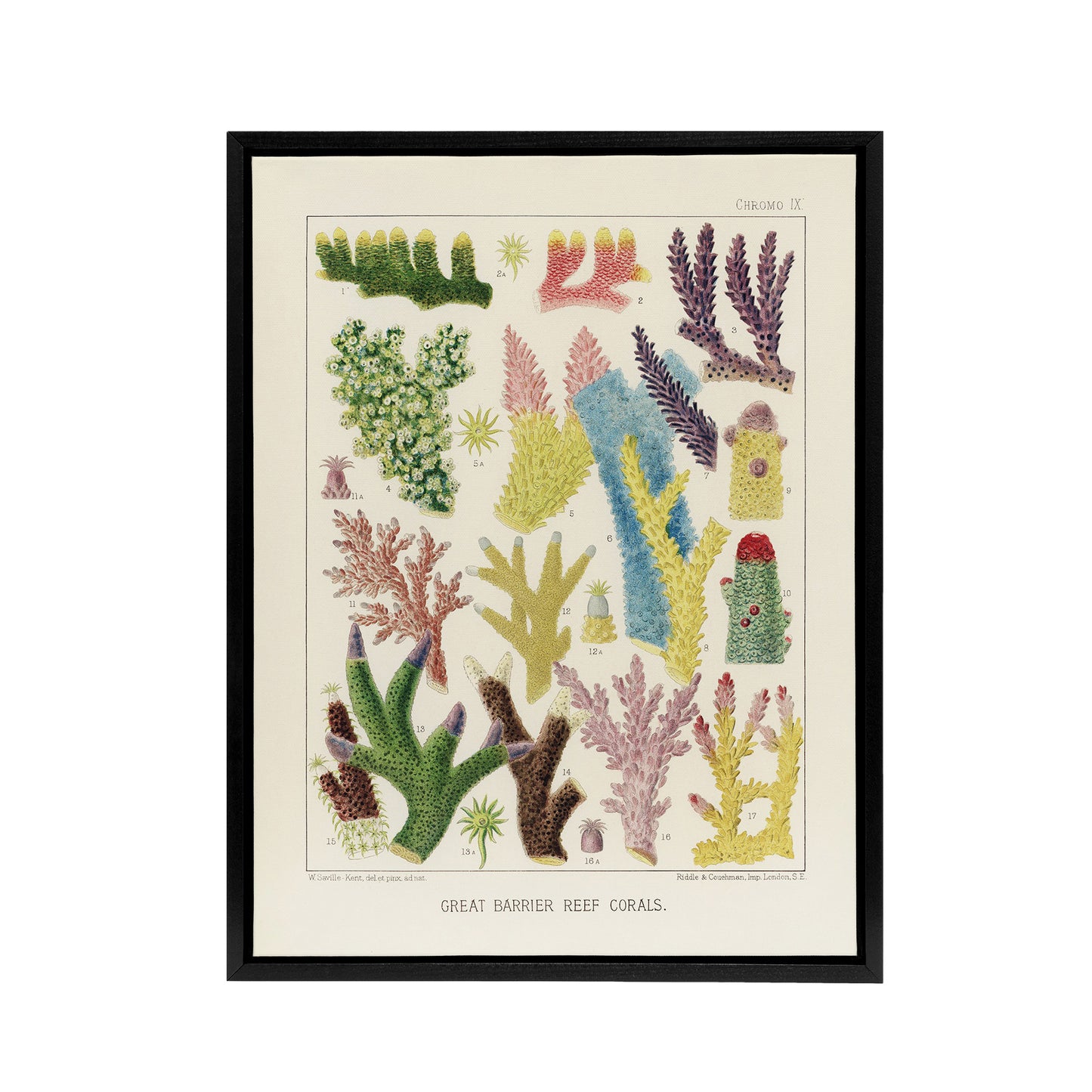 Great Barrier Reef Corals Marine Life Kent Framed Canvas Wall Art Print