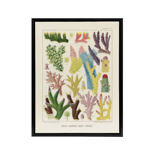 Great Barrier Reef Corals Marine Life Kent Framed Canvas Wall Art Print