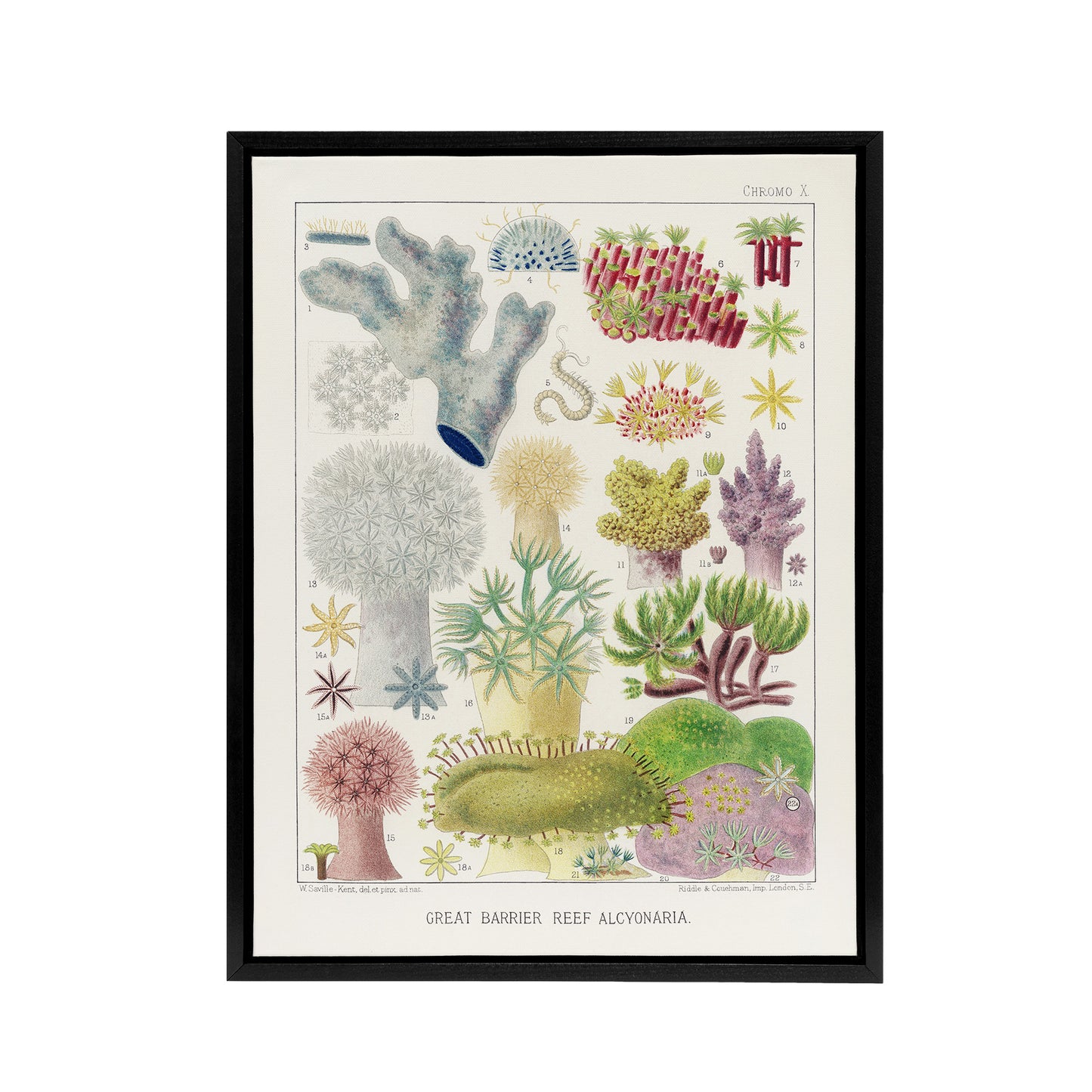 Great Barrier Reef Alcyonaria Kent Framed Canvas Wall Art Print