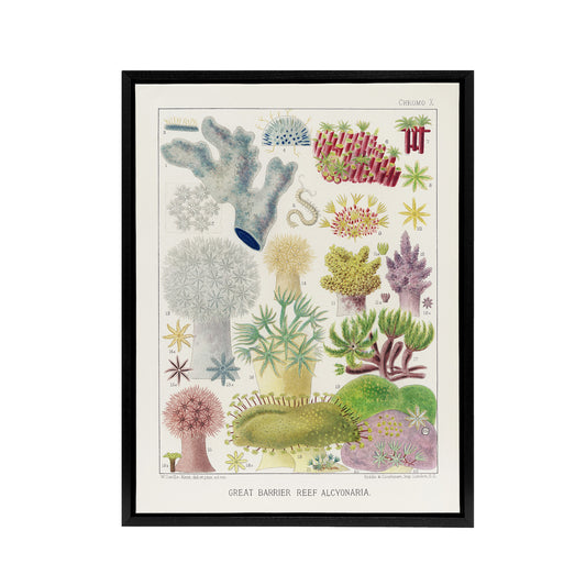 Great Barrier Reef Alcyonaria Kent Framed Canvas Wall Art Print