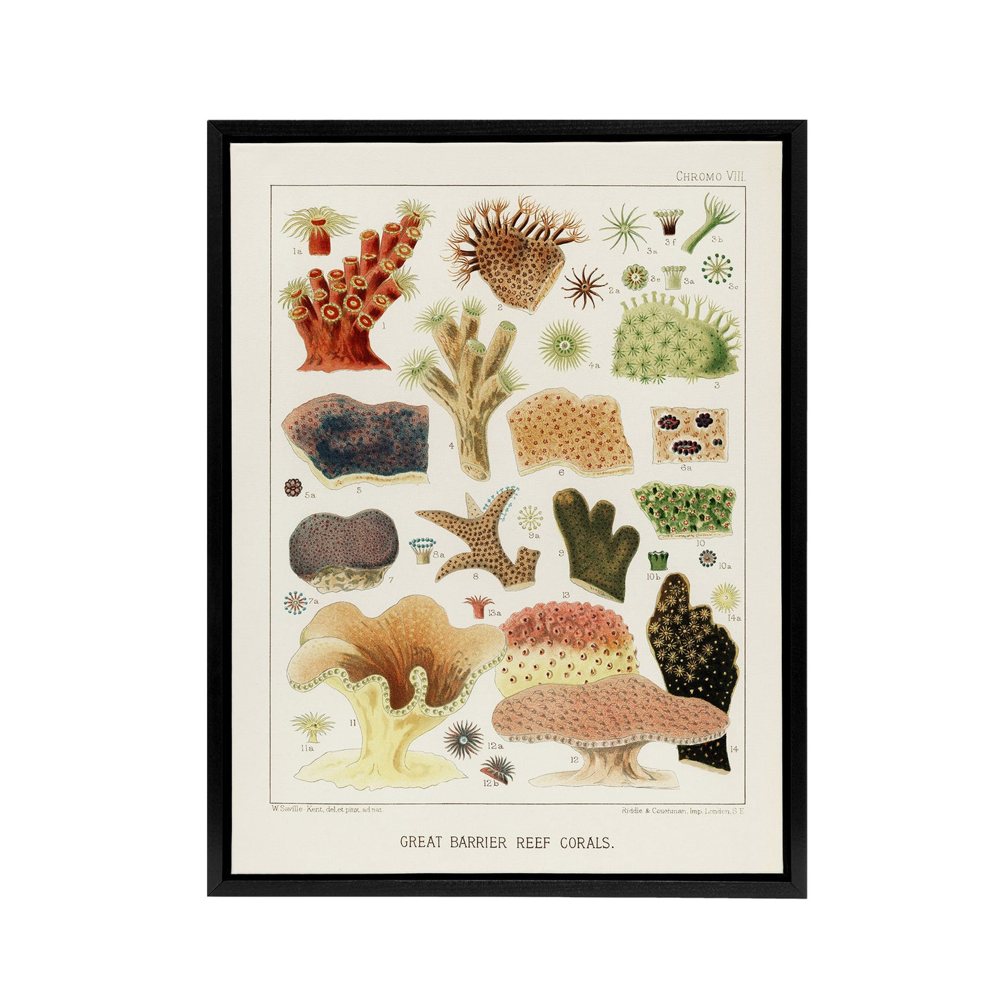 Great Barrier Reef Corals Illustration Kent Framed Canvas Wall Art Print