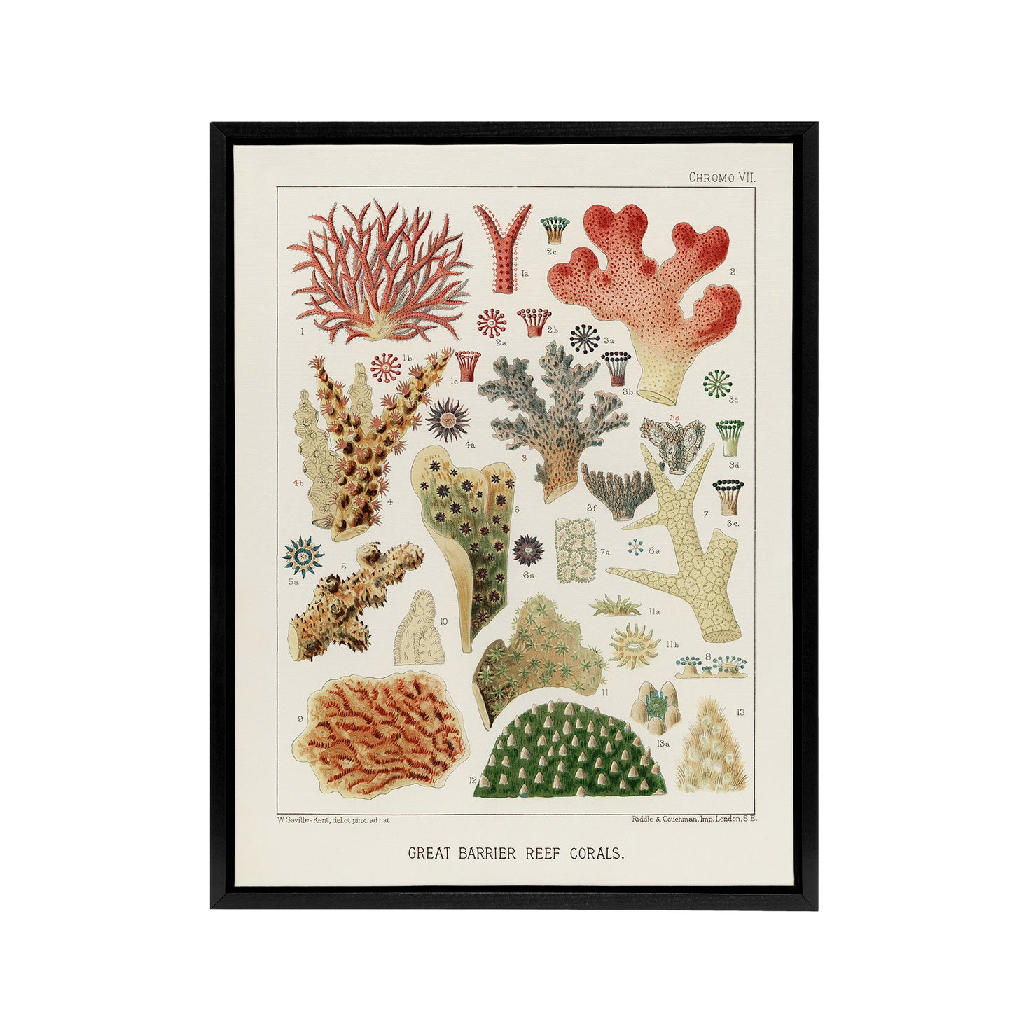 Great Barrier Reef of Australia Corals Kent Framed Canvas Wall Art Print