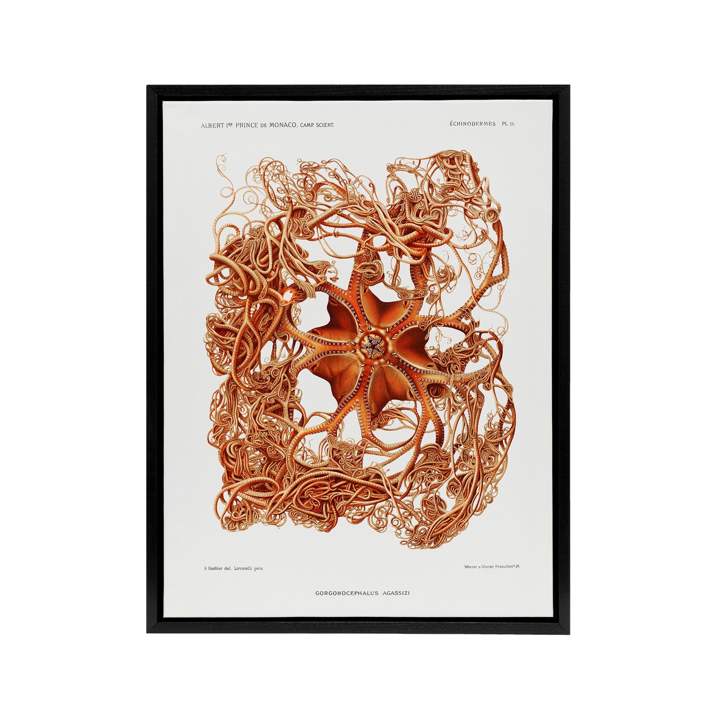 Deep Sea Basket Star Illustration Albert I Framed Canvas Wall Art Print