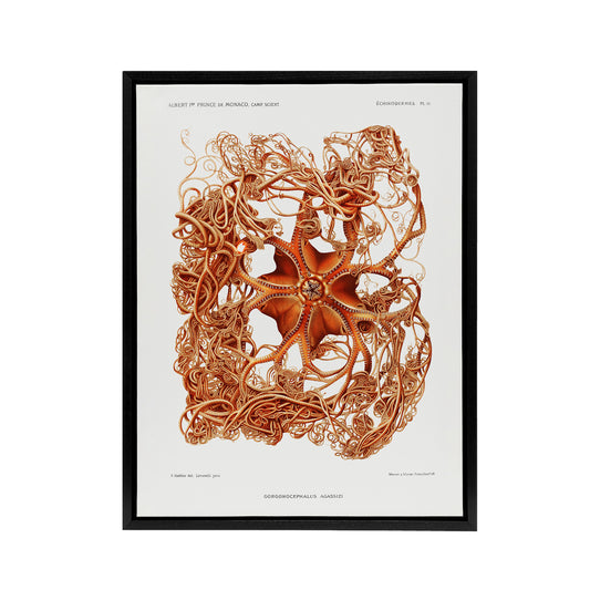 Deep Sea Basket Star Illustration Albert I Framed Canvas Wall Art Print