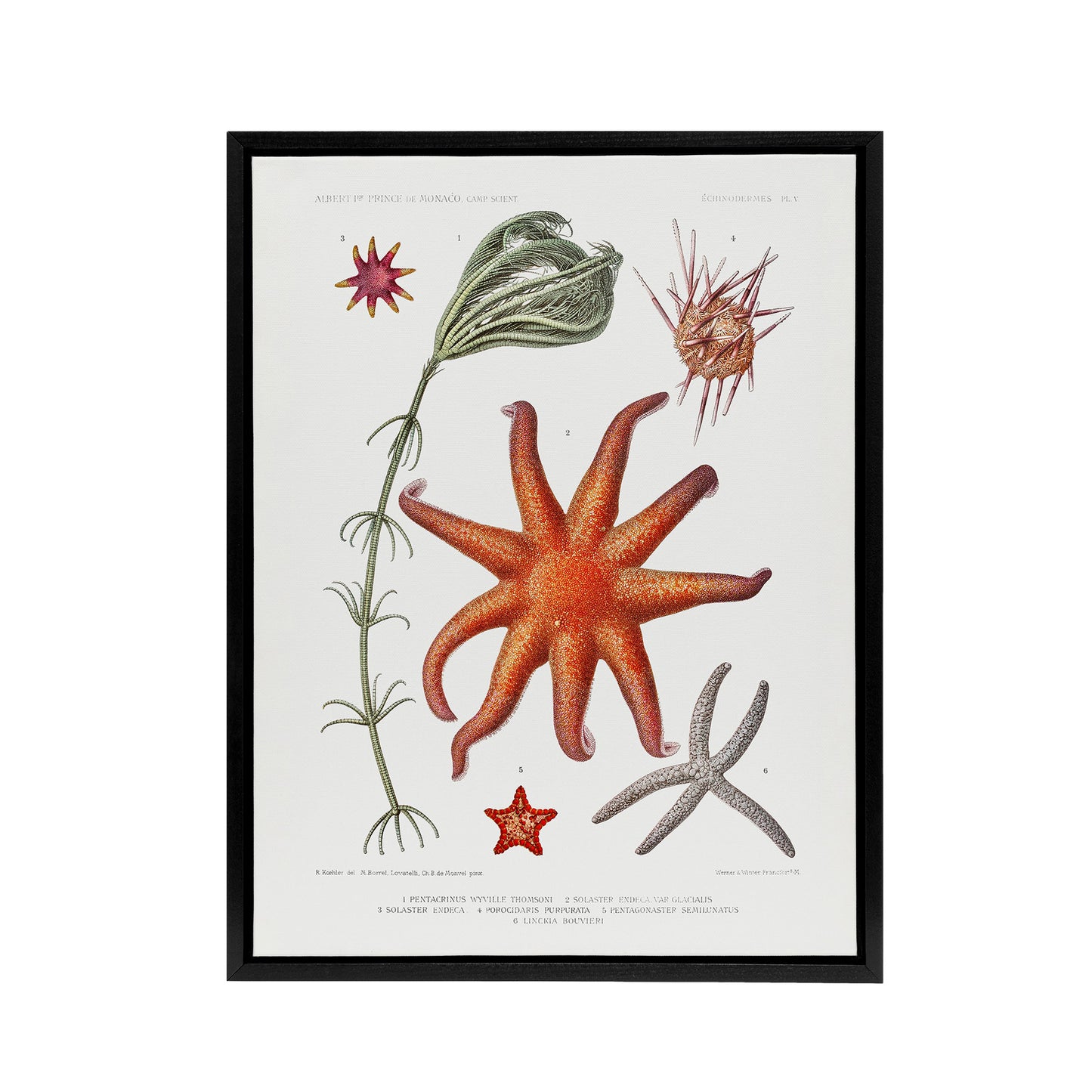 Deep Sea Starfish Marine Life Albert I Framed Canvas Wall Art Print