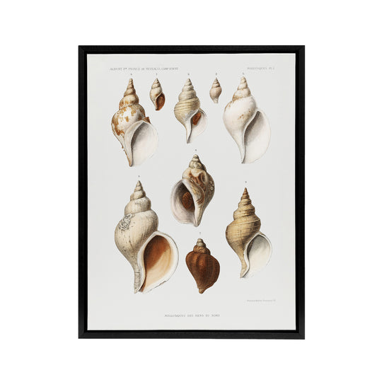 Molluscs of the Northern Seas Albert I Framed Canvas Wall Art Print