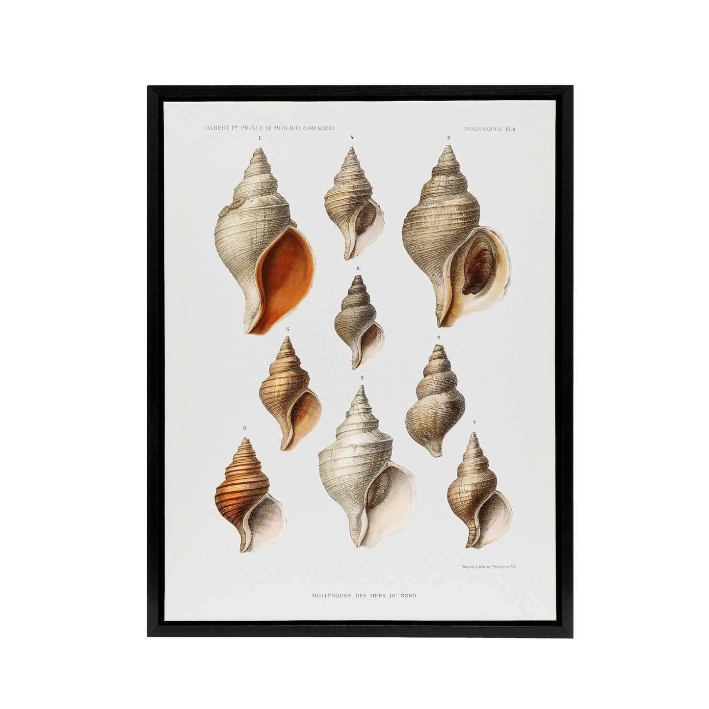 Northern Sea Molluscs Species Albert I Framed Canvas Wall Art Print