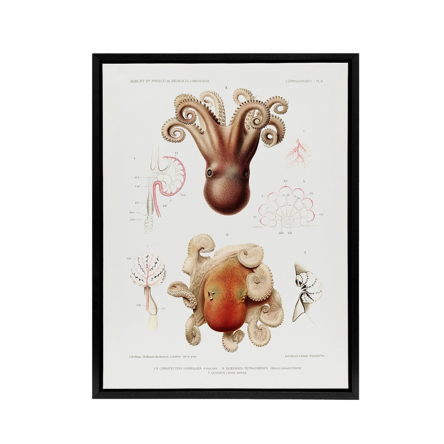 Octopus Marine Life Study Albert I Framed Canvas Wall Art Print