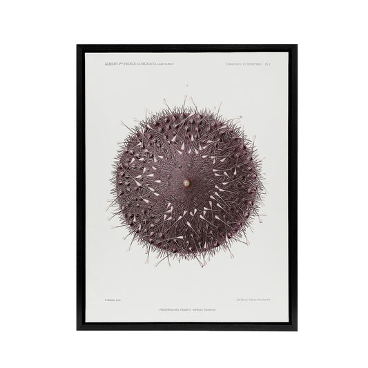 Sea Urchin Marine Life Illustration Albert I Framed Canvas Wall Art Print
