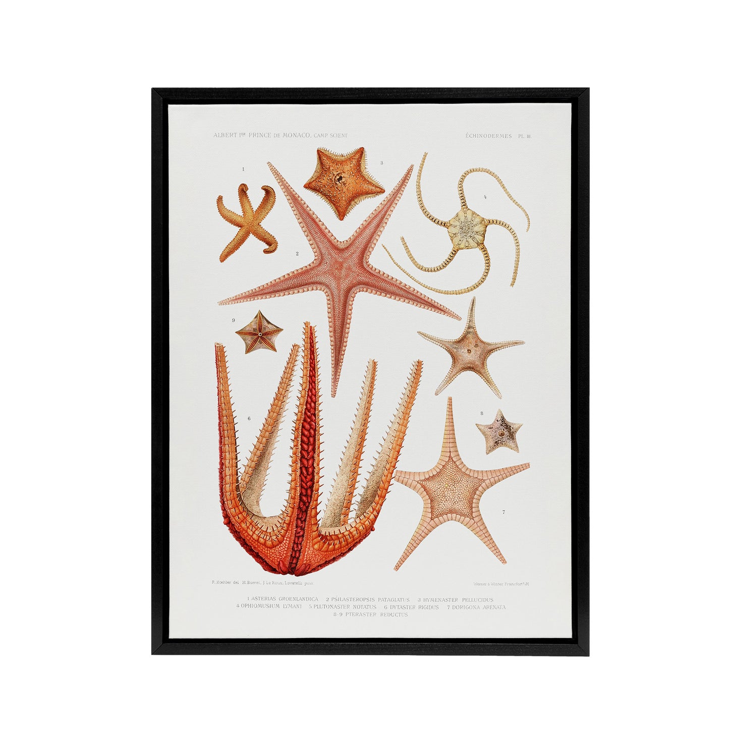 Starfish Biodiversity Illustration Albert I Framed Canvas Wall Art Print