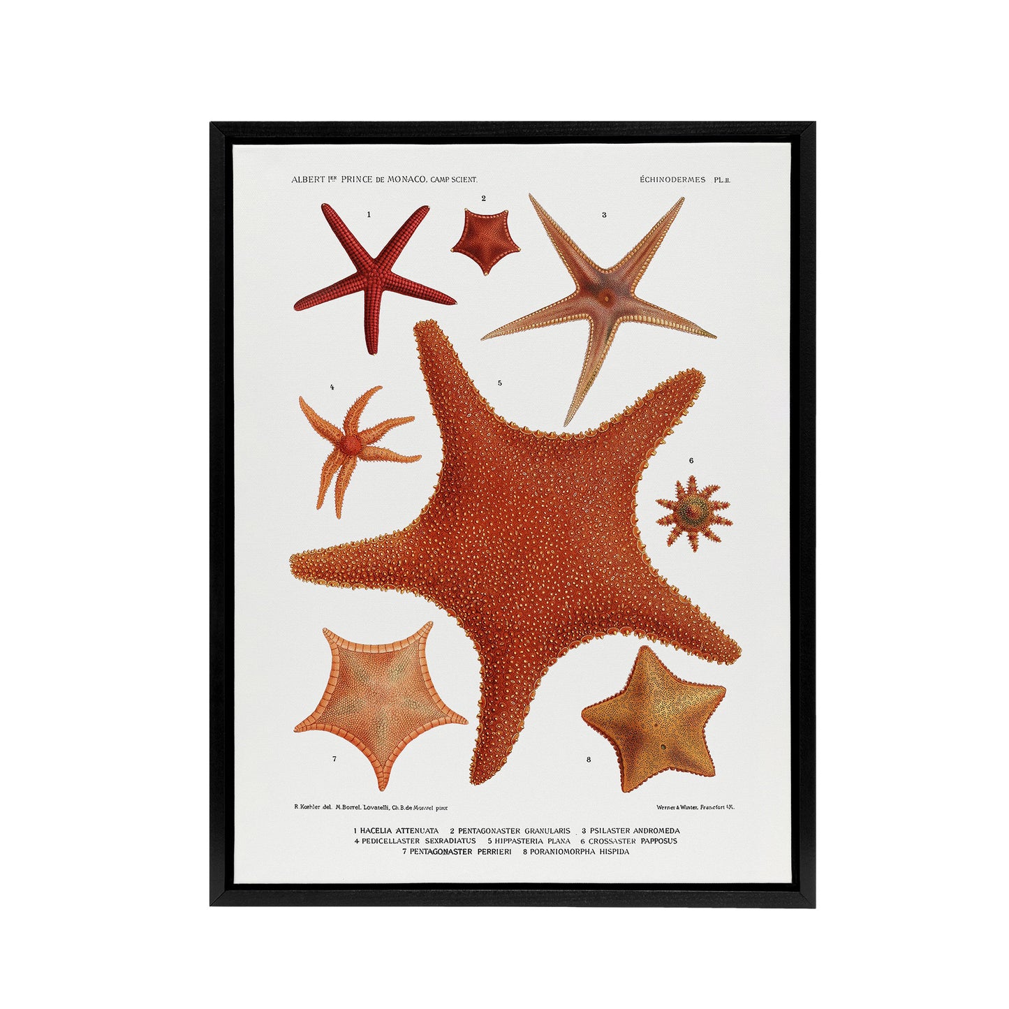 Starfish Varieties Marine Life Albert I Framed Canvas Wall Art Print