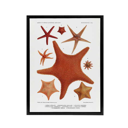 Starfish Varieties Marine Life Albert I Framed Canvas Wall Art Print