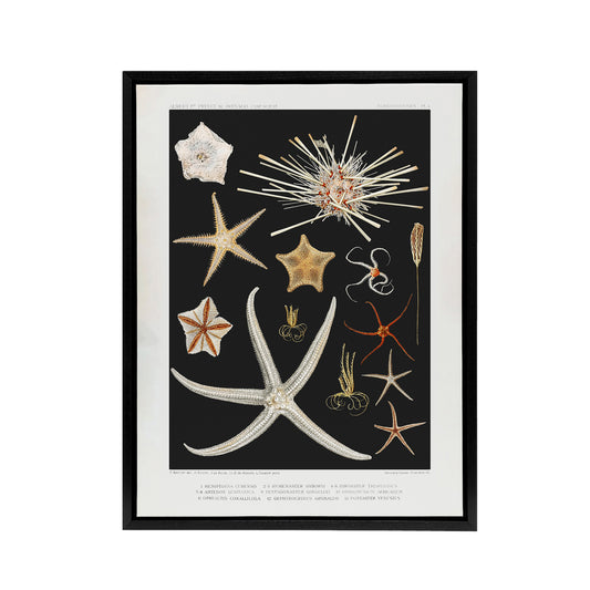 Varieties of Marine Life Starfish Albert I Framed Canvas Wall Art Print