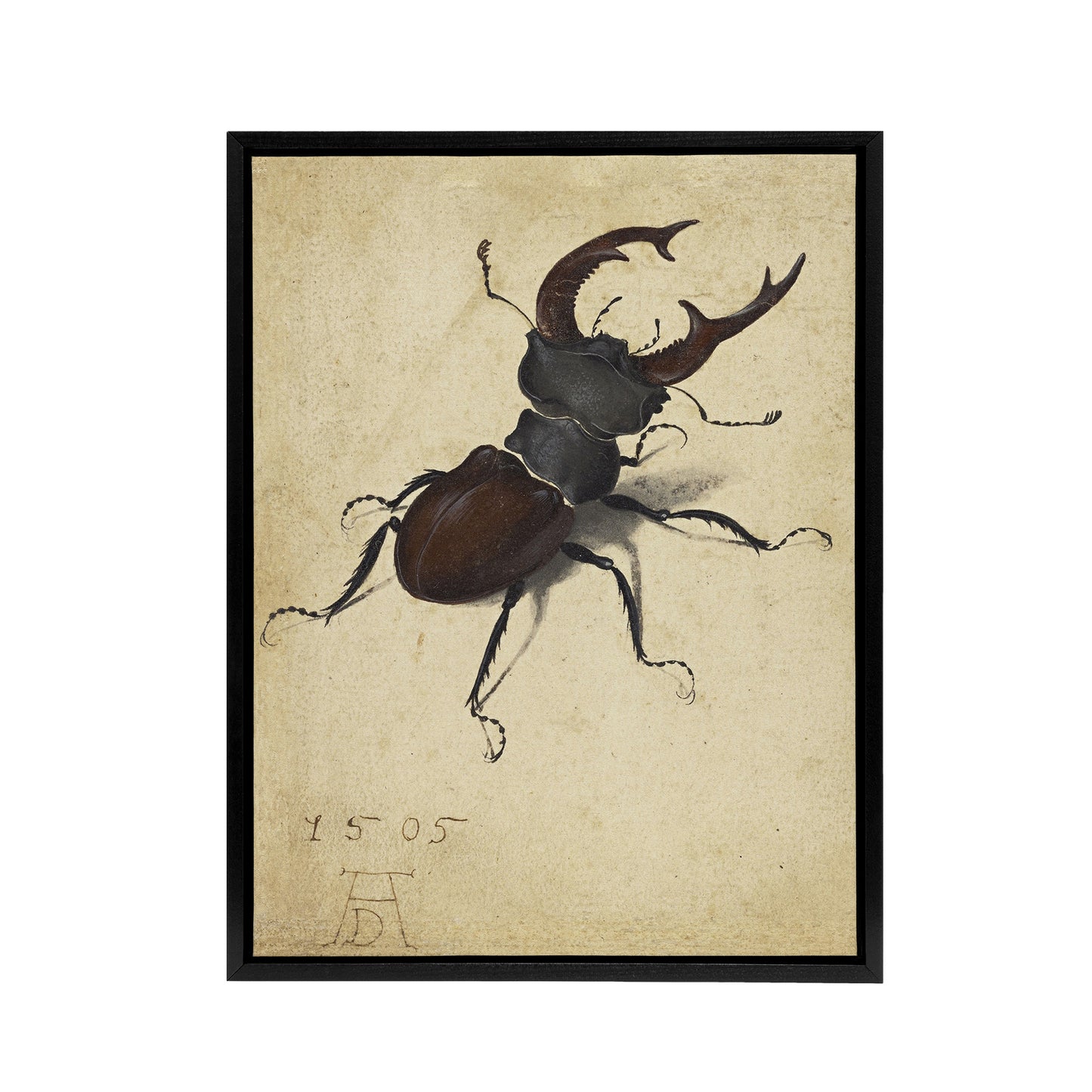 Stag Beetle Nature Study Albrecht Durer Framed Canvas Wall Art Print