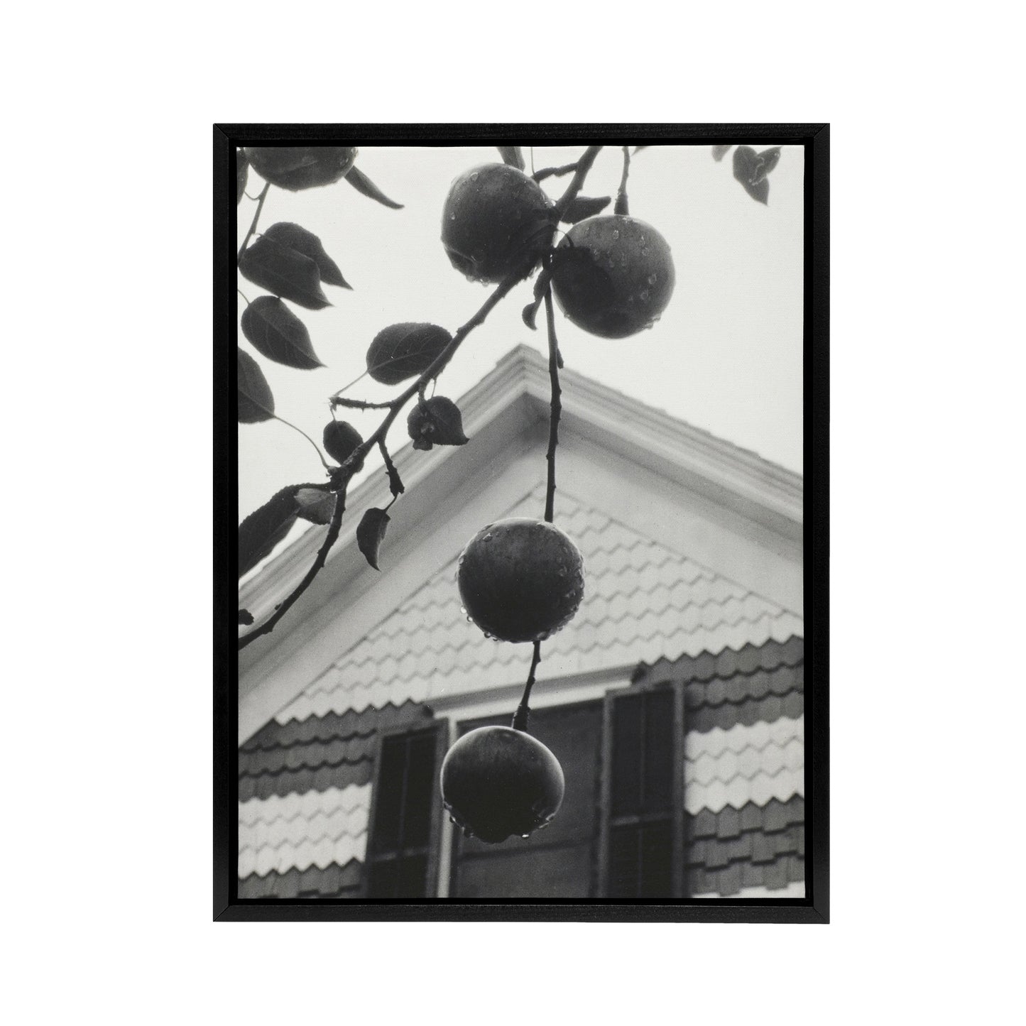 Gable and Apples Photograph Alfred Stieglitz Framed Canvas Wall Art Print