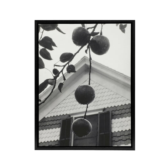 Gable and Apples Photograph Alfred Stieglitz Framed Canvas Wall Art Print