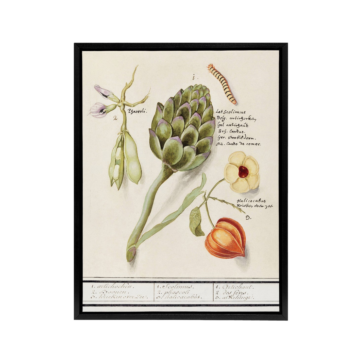 Artichoke Broad beans and Groundcherry de Boodt Framed Canvas Wall Art Print