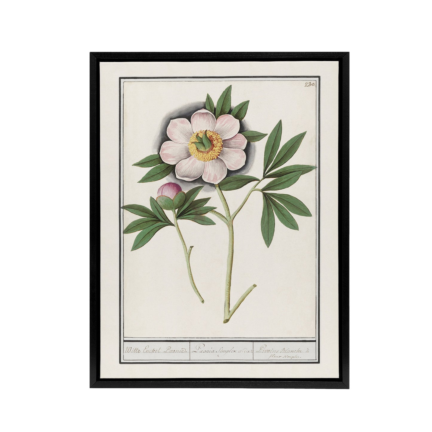 Blooming Peony Flower Anselmus de Boodt Framed Canvas Wall Art Print