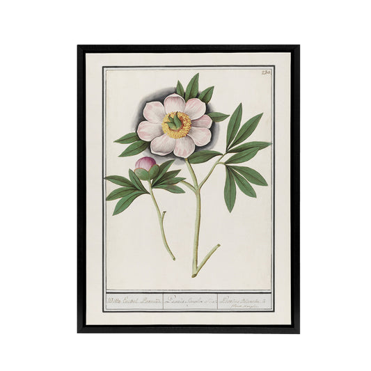 Blooming Peony Flower Anselmus de Boodt Framed Canvas Wall Art Print