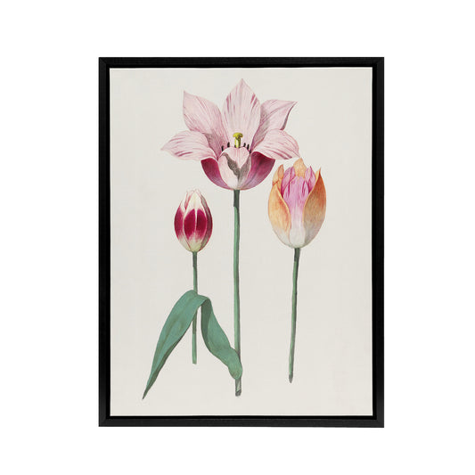 Blooming Tulip Flower Anselmus de Boodt Framed Canvas Wall Art Print