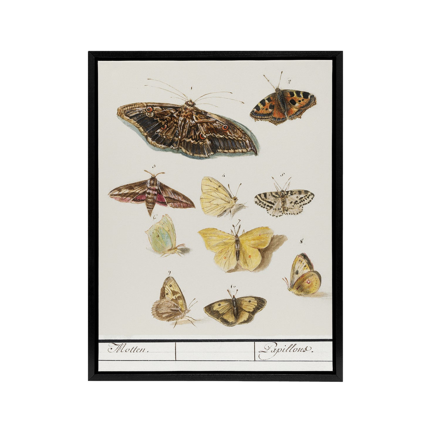 Butterflies and moths Anselmus de Boodt Framed Canvas Wall Art Print