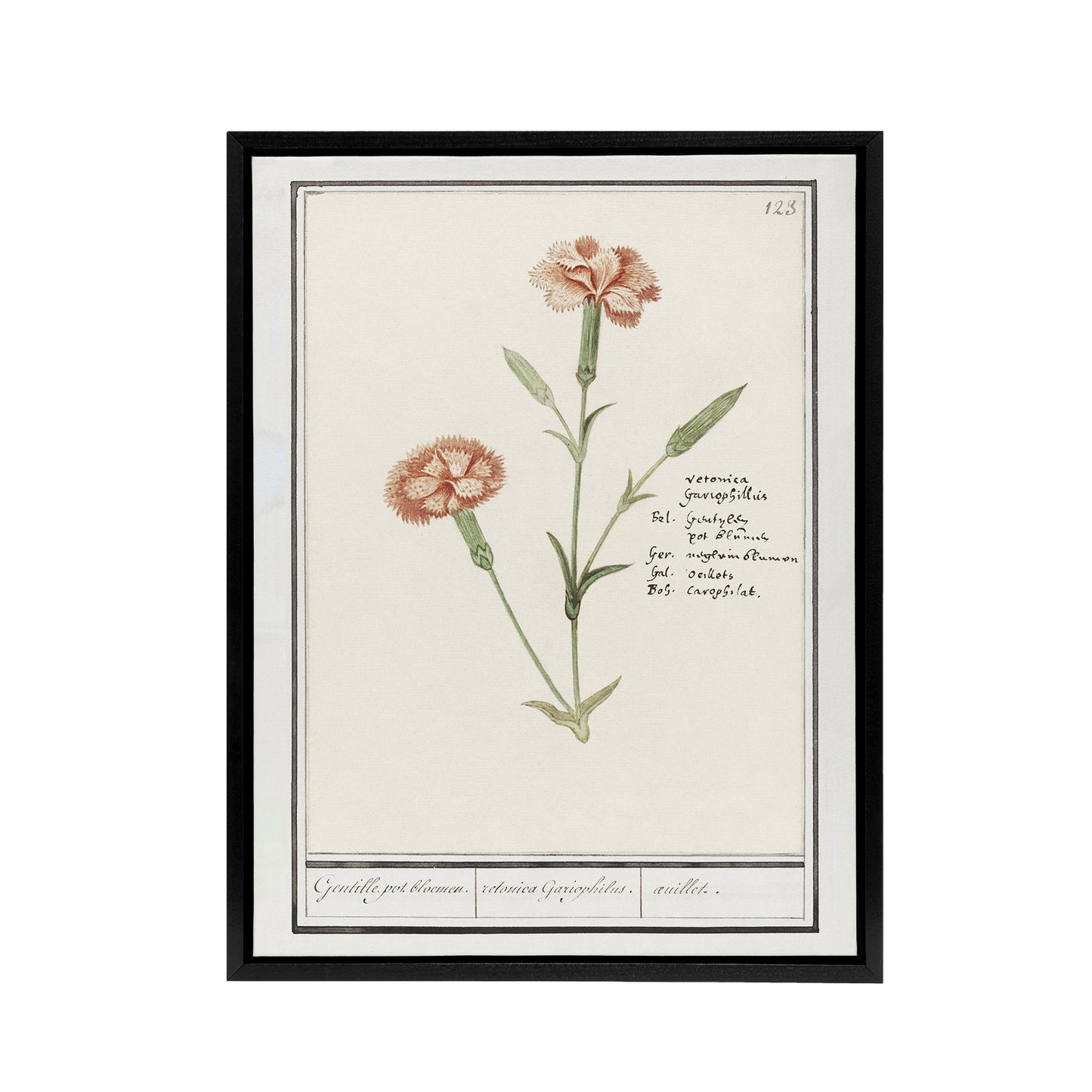 Carnation Dianthus Flower Anselmus de Boodt Framed Canvas Wall Art Print