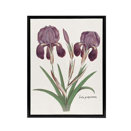 Purple iris germanica Anselmus de Boodt Framed Canvas Wall Art Print