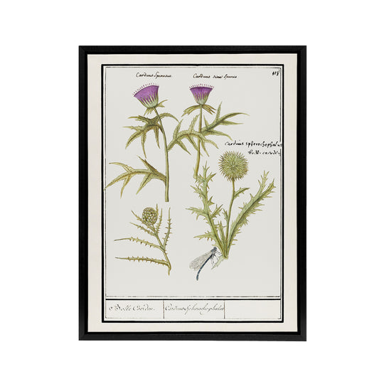 Thistle and Artichoke Flowers de Boodt Framed Canvas Wall Art Print