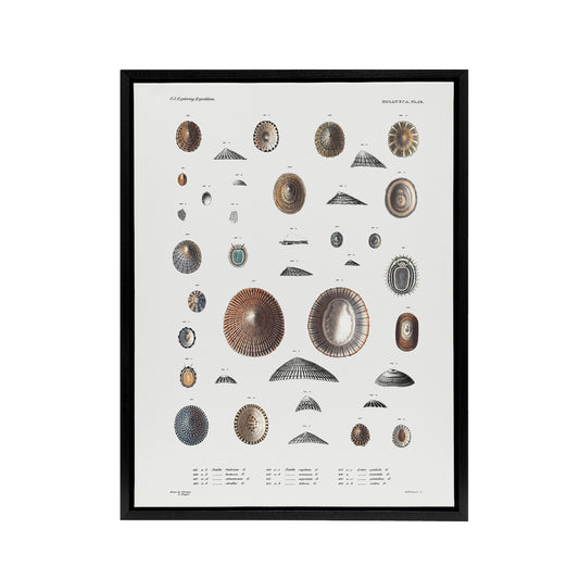 Mollusca Shells Marine Life Augustus Gould Framed Canvas Wall Art Print
