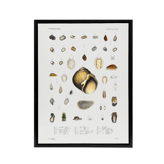 Sea snail varieties set Augustus Gould Framed Canvas Wall Art Print