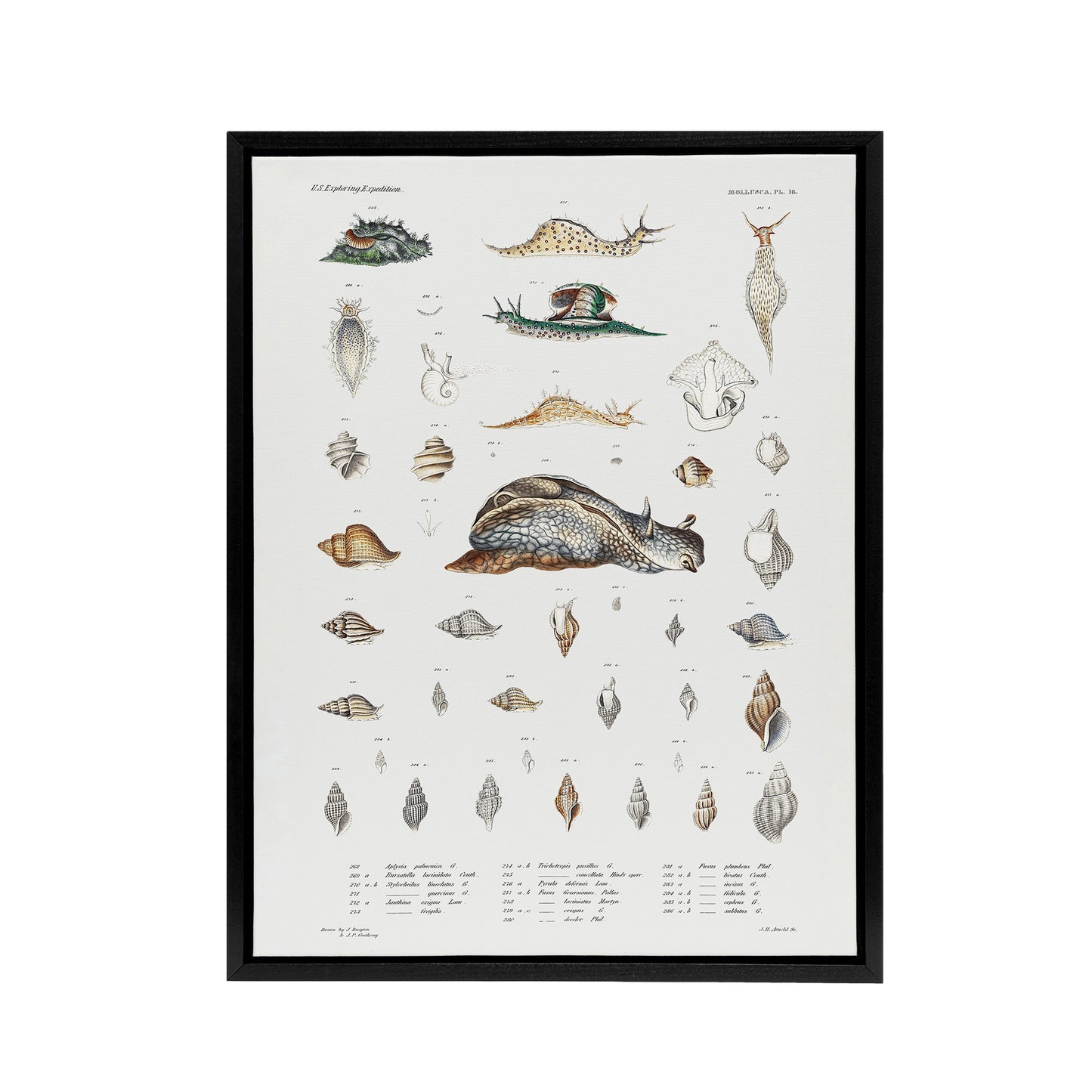 Snail varieties and shells Augustus Gould Framed Canvas Wall Art Print