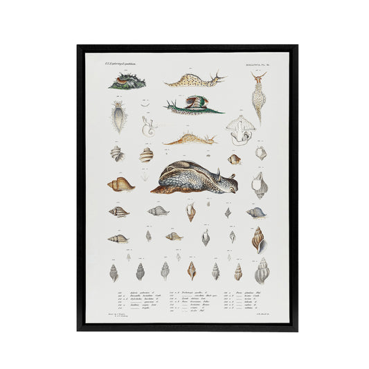 Snail varieties and shells Augustus Gould Framed Canvas Wall Art Print