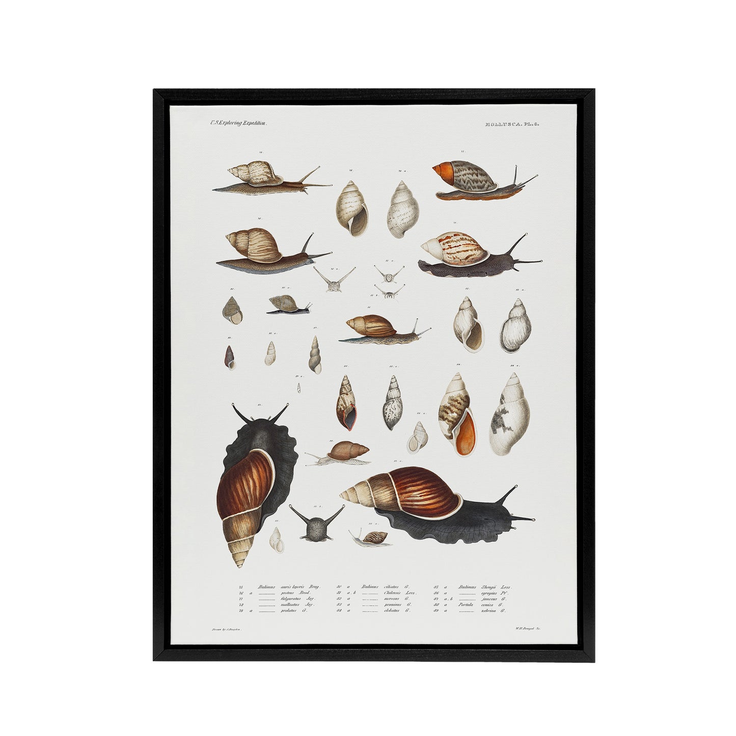 Snail shell Marine Life Ocean Augustus Gould Framed Canvas Wall Art Print