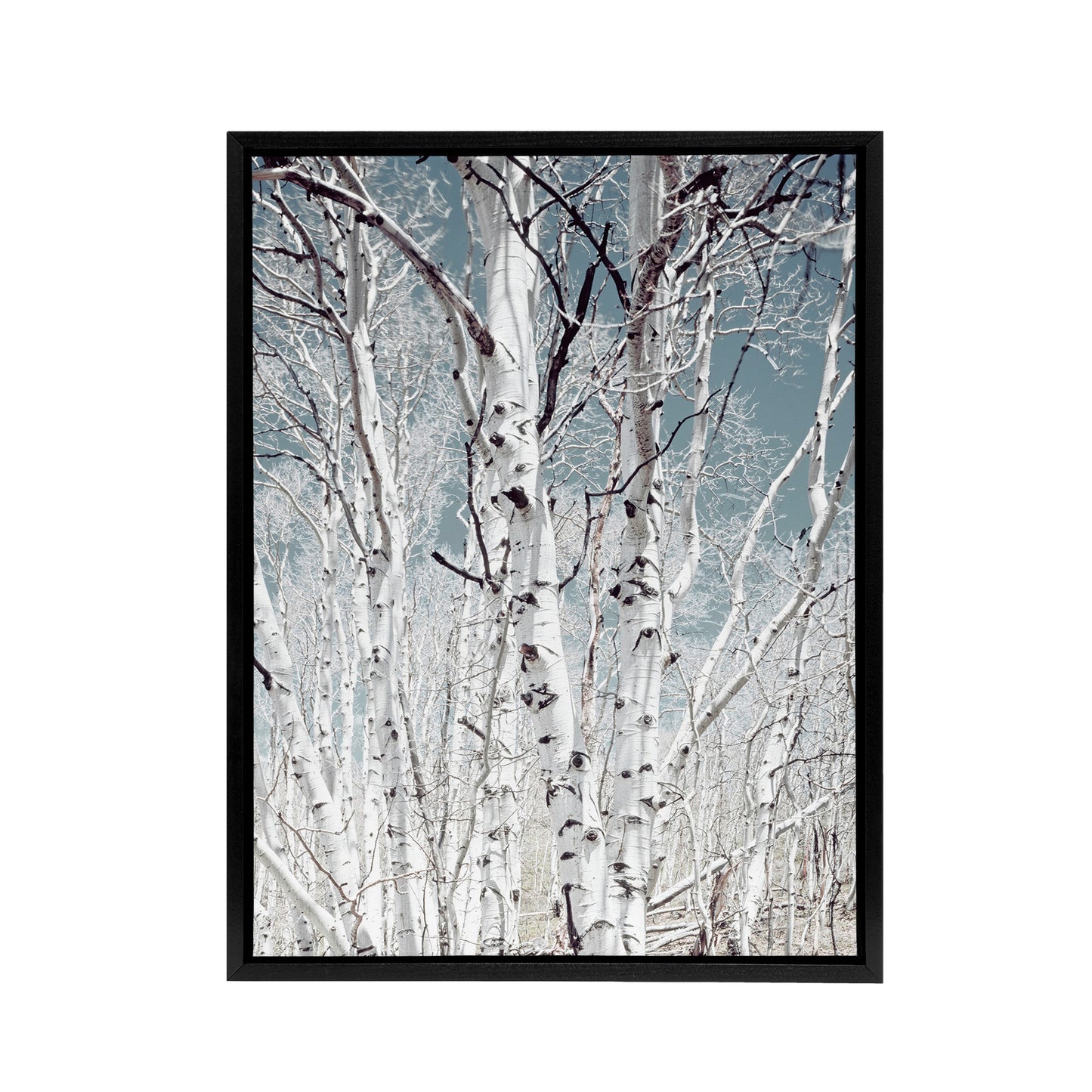 Birch tree forest Carol M Highsmith Framed Canvas Wall Art Print