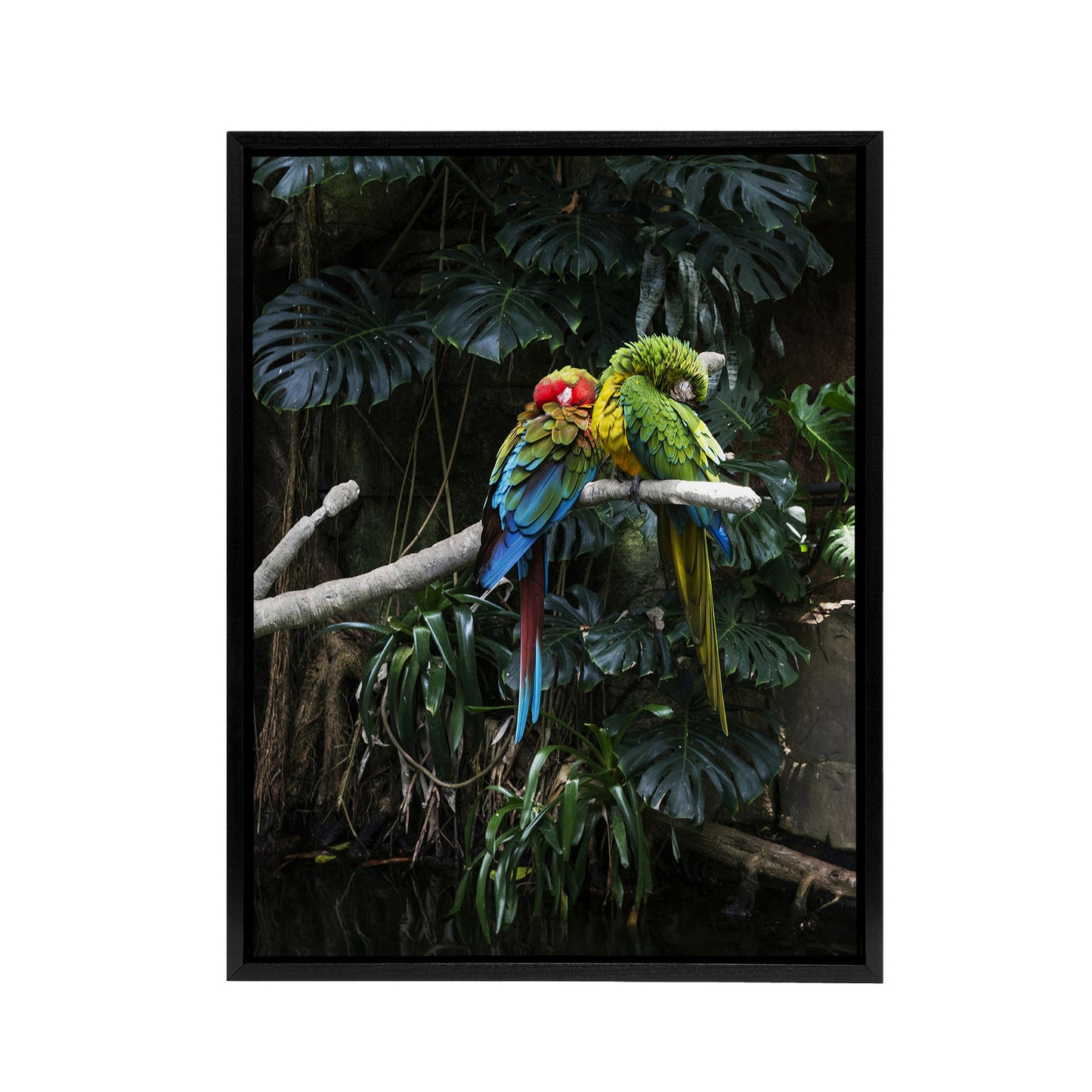 Colourful Sleeping Parrots Carol M Highsmith Framed Canvas Wall Art Print