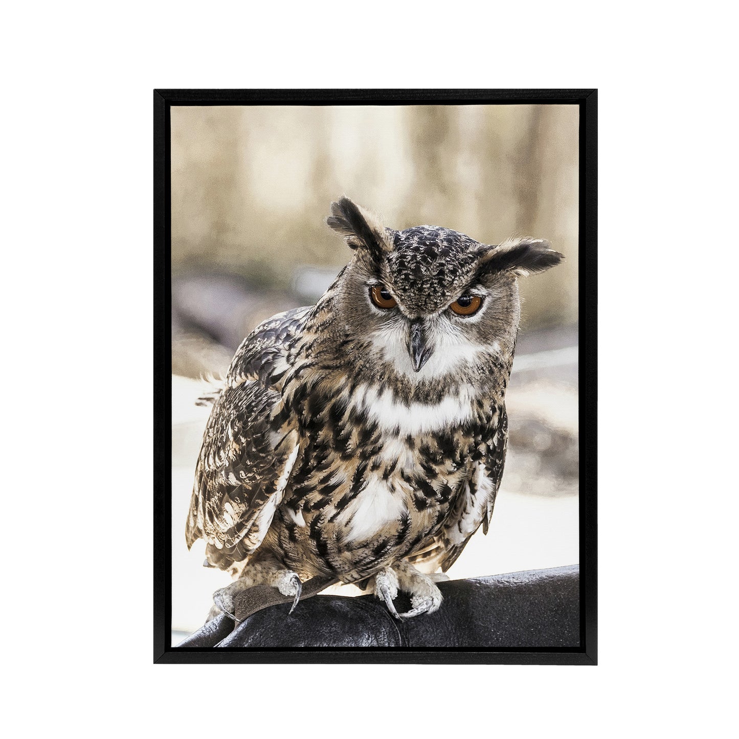 Owl perched on a rock Carol M Highsmith Framed Canvas Wall Art Print