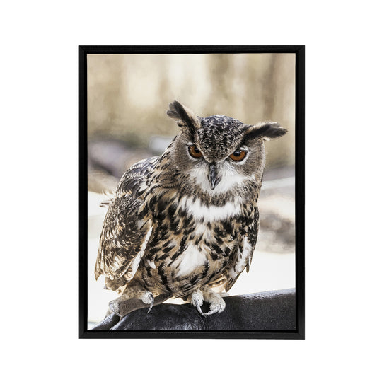 Owl perched on a rock Carol M Highsmith Framed Canvas Wall Art Print